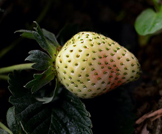 冷凍研磨機(jī)研磨前